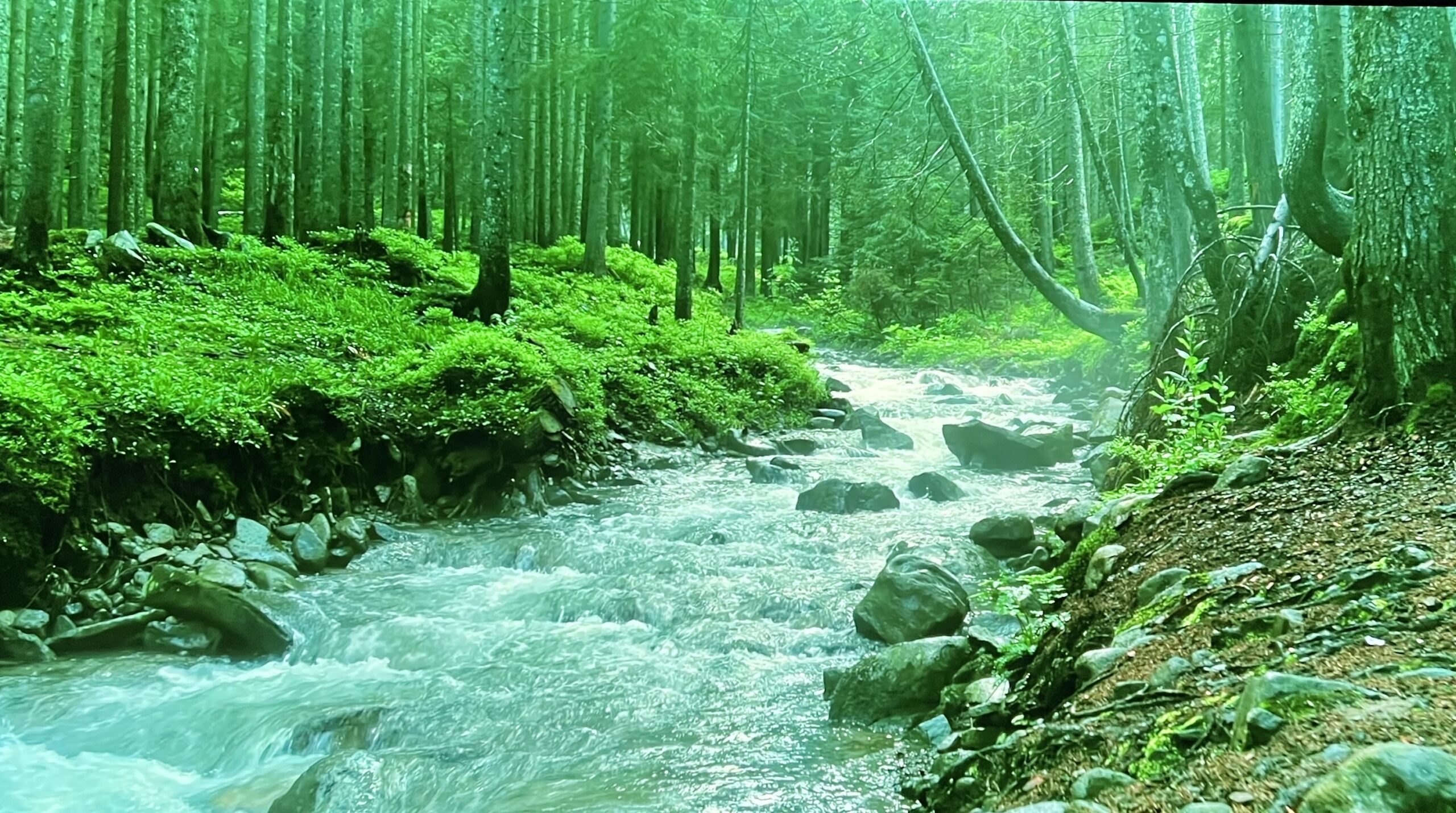 Ujęcie z filmu YouTube "Forest nature Relaxation Film" po kalibracji 