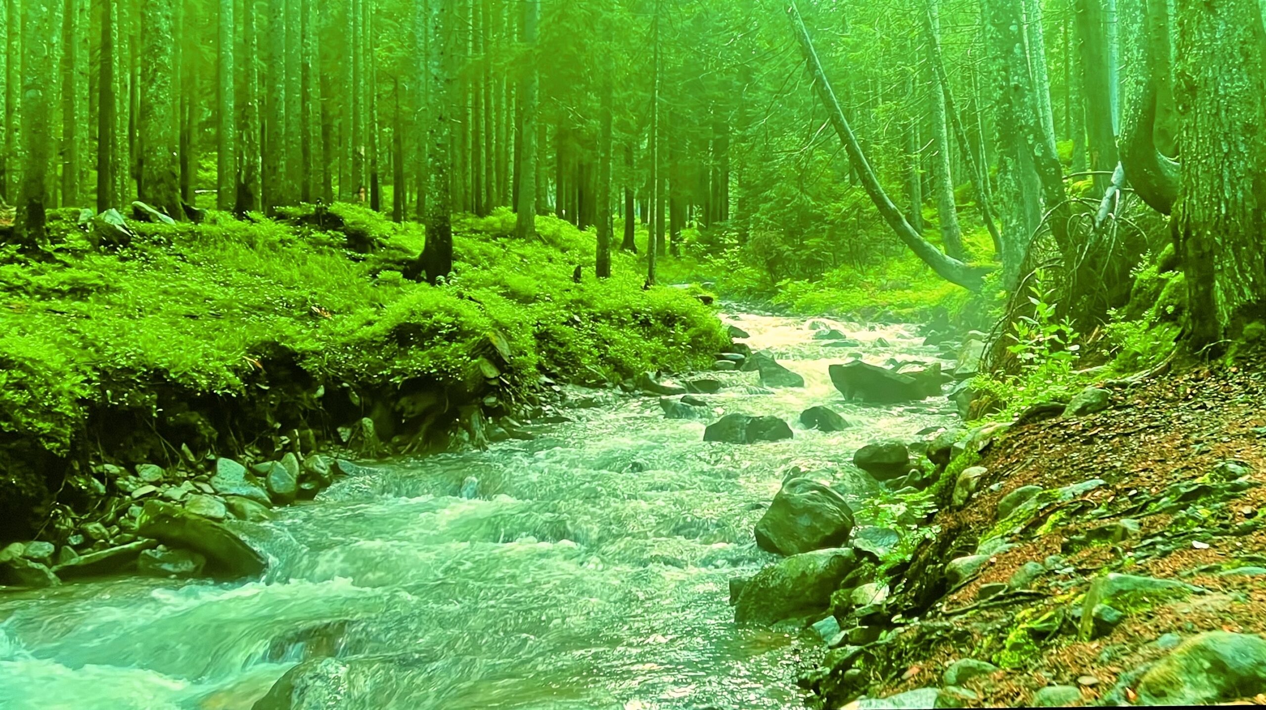 Ujęcie z filmu YouTube "Forest nature Relaxation Film" przed kalibracją 