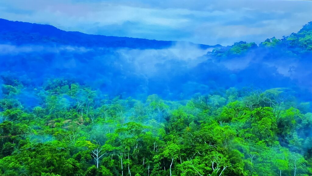 Ujęcie z filmu YouTube "Amazon Wildlife" przed kalibracją 
