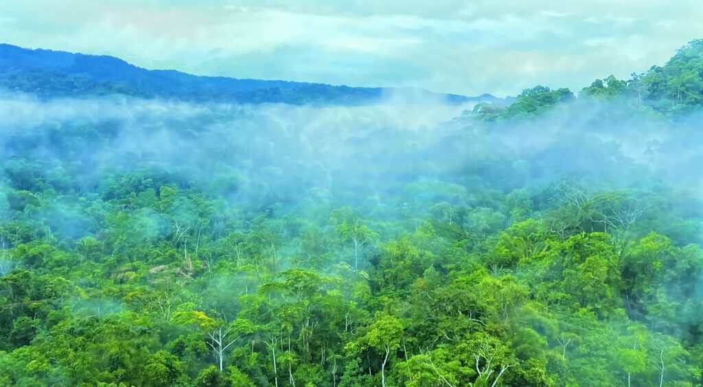 Ujęcie z filmu YouTube "Amazon Wildlife" po kalibracji 